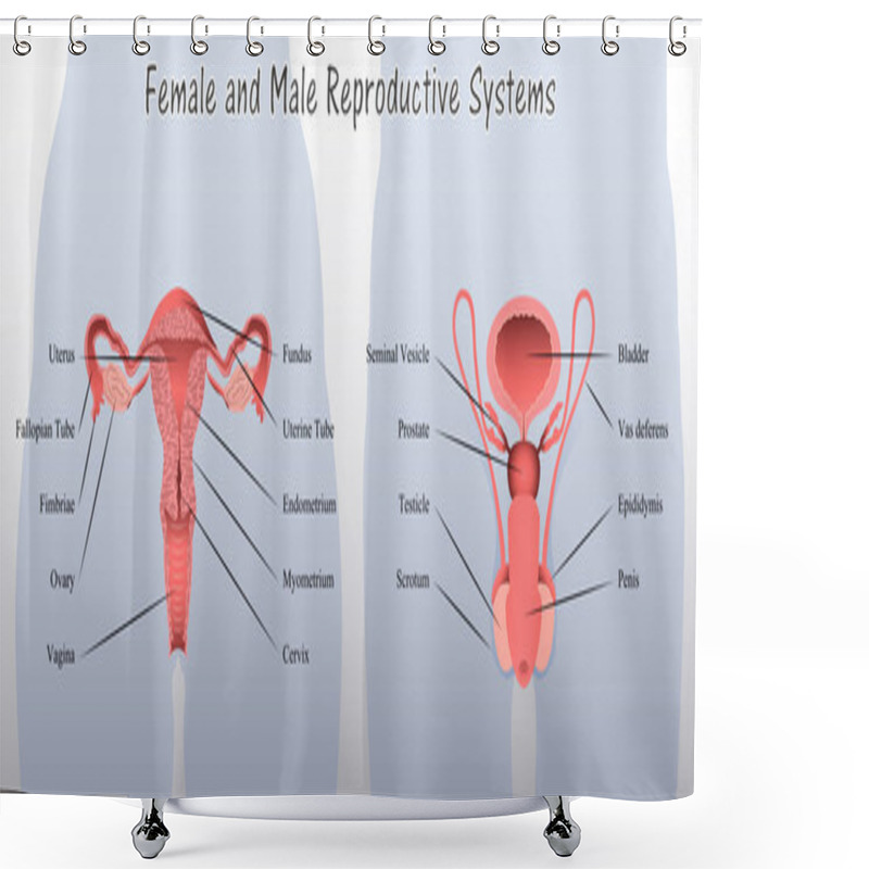 Personality  Female And Male Reproductive Systems Diagram Shower Curtains