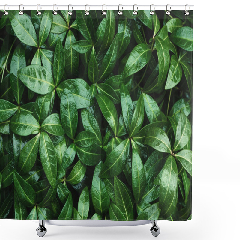 Personality  Dark Green Texture Of Wet Glossy Plant Leaves For Nature Background Shower Curtains