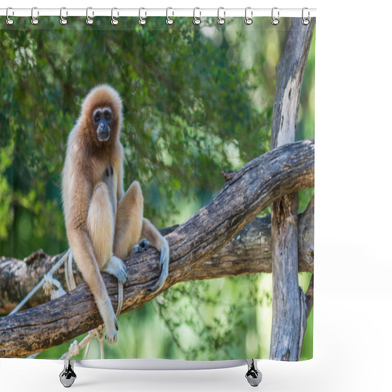 Personality  White Cheeked Gibbon Or Lar Gibbon Shower Curtains