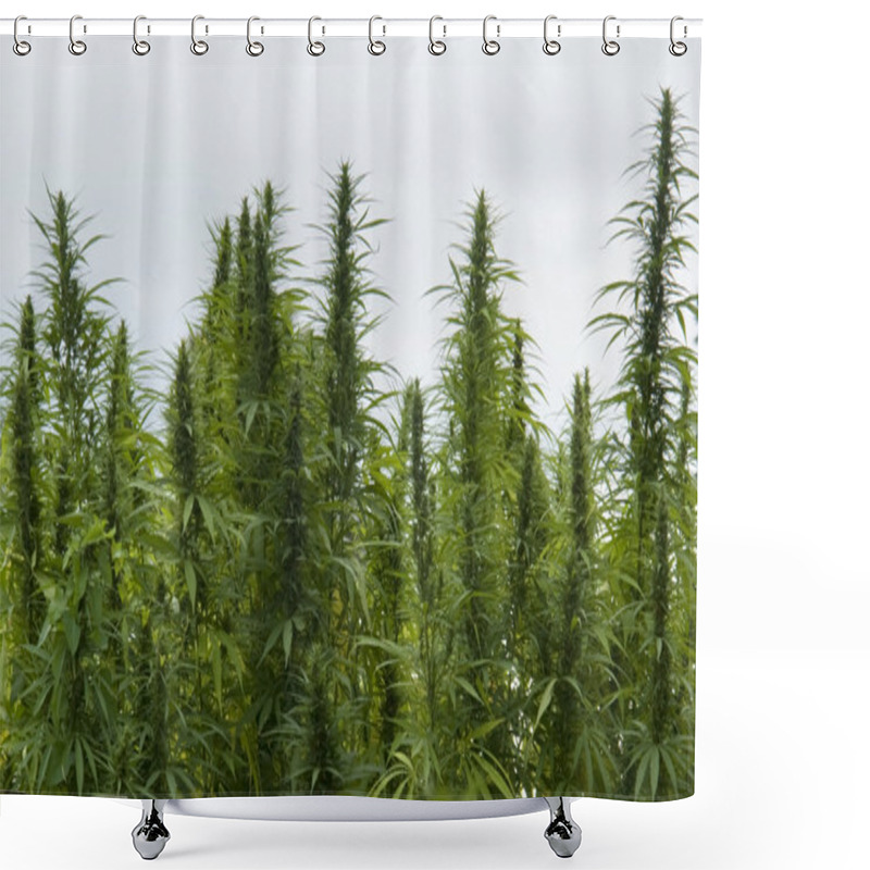 Personality  Hemp Field Detail Shower Curtains