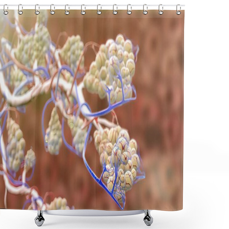 Personality  Inhaled Oxygen Moves From The Alveoli To The Blood In The Capillaries, And Carbon Dioxide Moves From The Blood In The Capillaries To The Air In The Alveoli. Shower Curtains