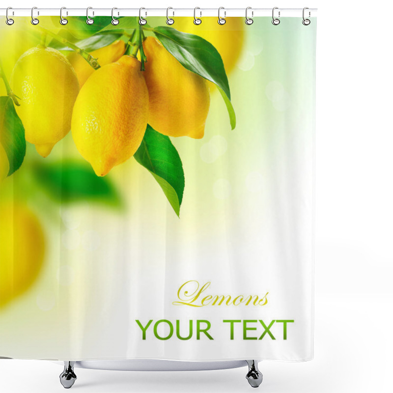 Personality  Lemon. Ripe Lemons Hanging On A Lemon Tree. Growing Lemon Shower Curtains