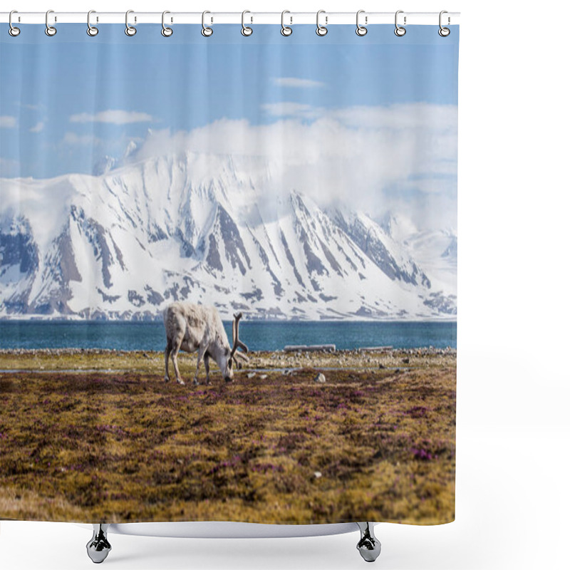 Personality  Photo Of Furry Reindeer In Tundra With Gorgeous Landscape Behind It Shower Curtains