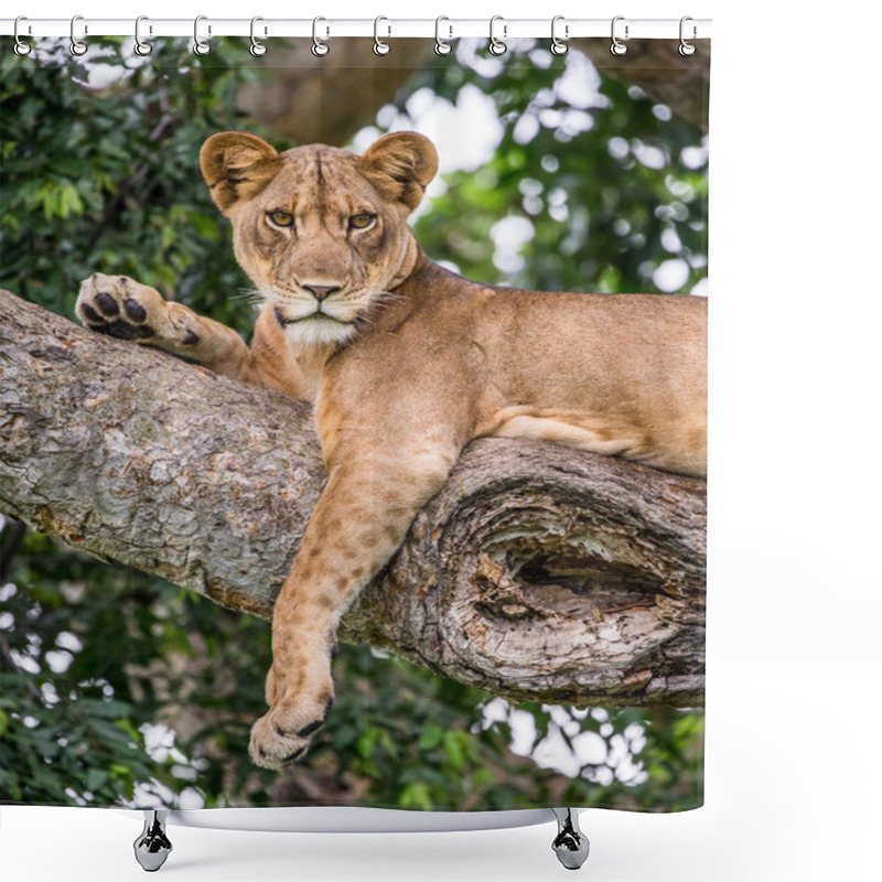 Personality  Lioness Lying On Tree Shower Curtains