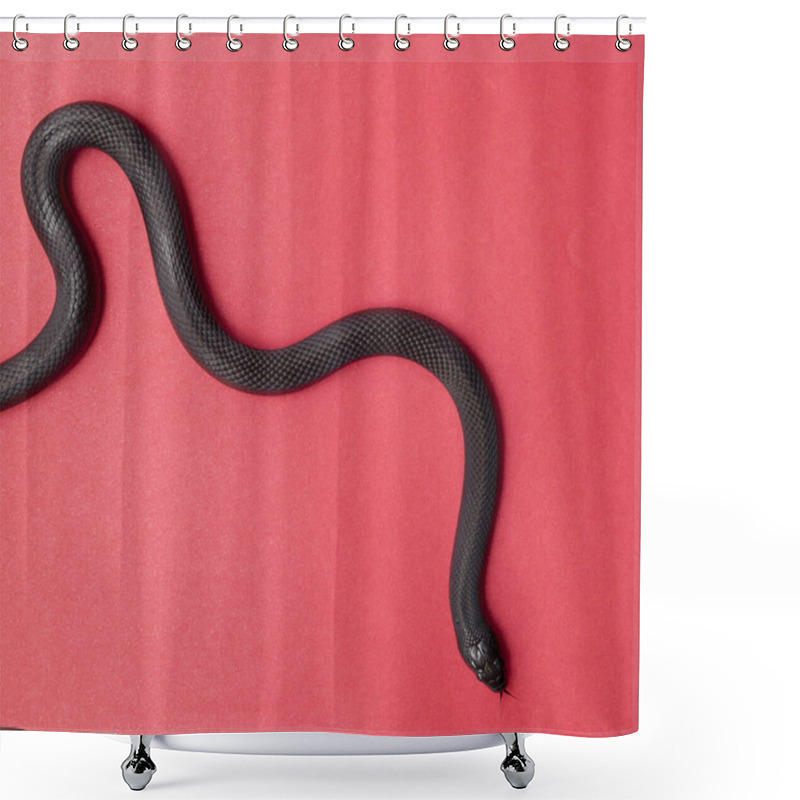 Personality  The Mexican Black Kingsnake (Lampropeltis Getula Nigrita) Is Part Of The Larger Colubrid Family Of Snakes, And A Subspecies Of The Common Kingsnake. Shower Curtains