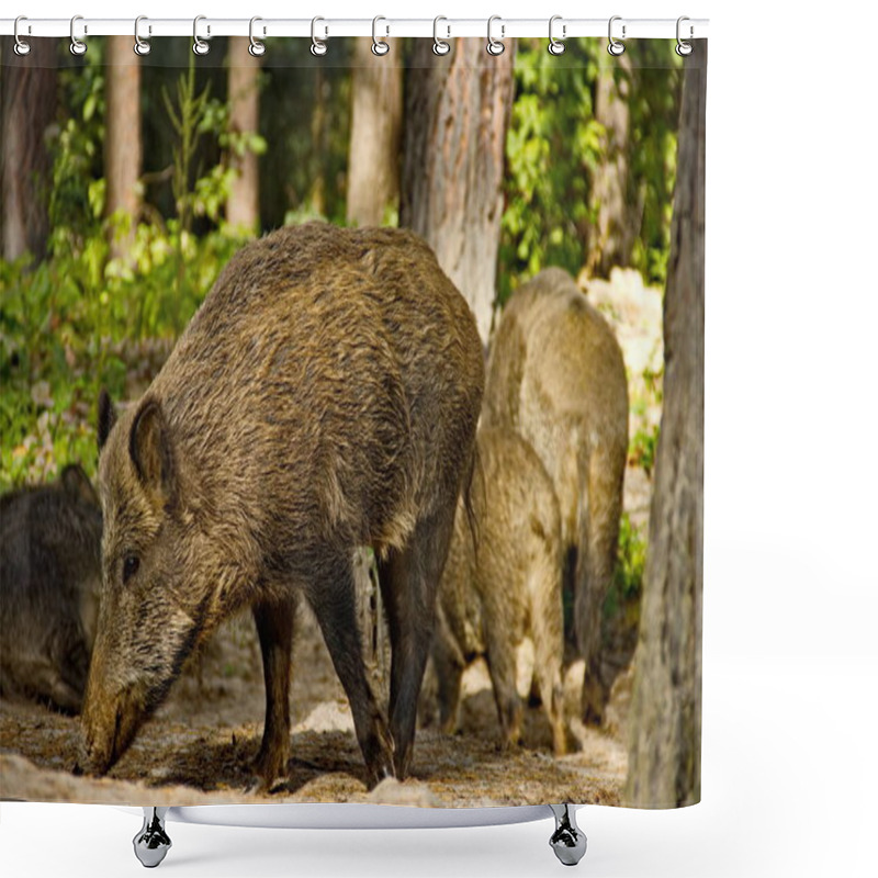 Personality  Wild Boars Roam The Dense Forest, Their Rugged Figures Moving Through The Underbrush. Surrounded By Towering Trees And Thick Foliage, They Thrive In The Wild, Embodying Nature's Untamed Beauty. Shower Curtains