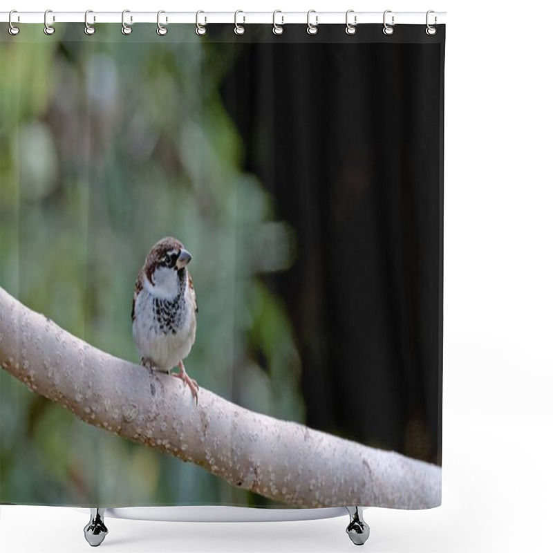 Personality  Male Italian Sparrow Or Cisalpine Sparrow (Passer Italiae), Crete Shower Curtains