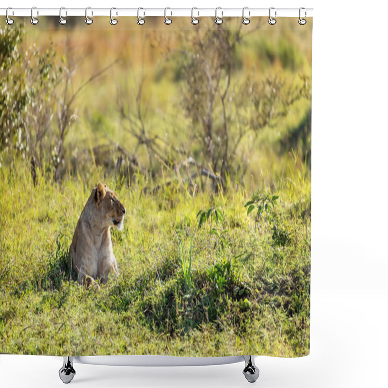 Personality  An African Lioness Calmly Waits In Nature On A Sunny Savannah Surrounded By Green Brush And Trees. Shower Curtains