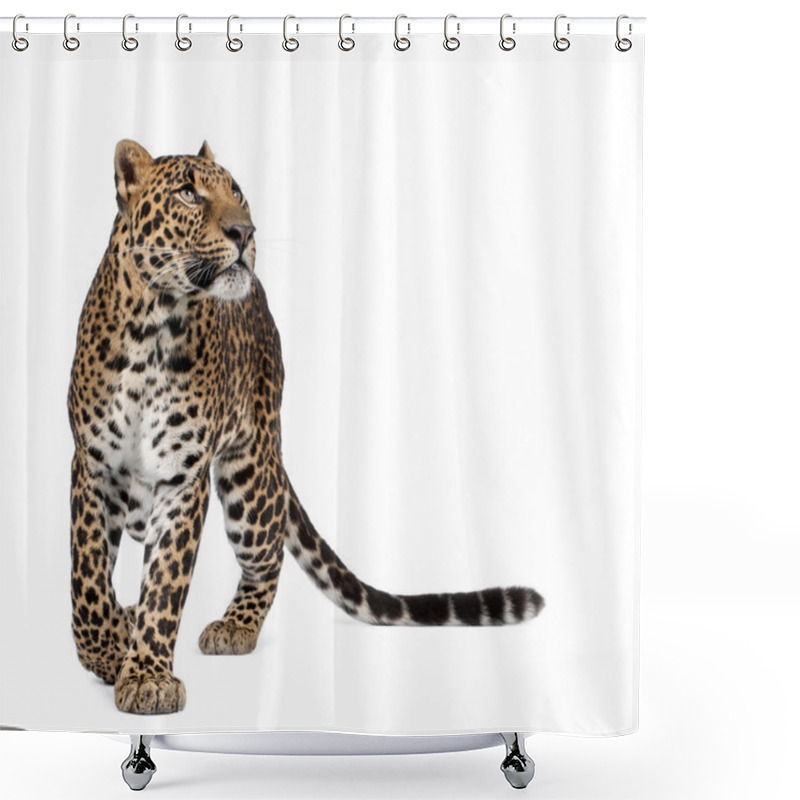 Personality  Leopard, Panthera Pardus, Walking And Looking Up Against White Background, Studio Shot Shower Curtains