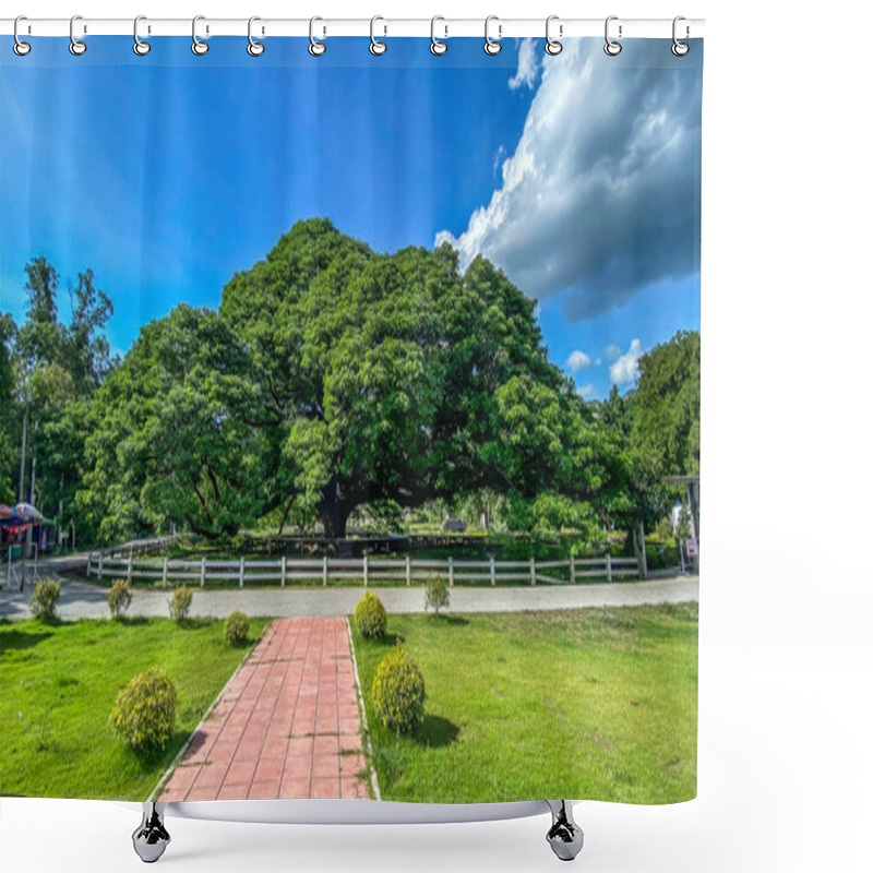 Personality  Giant Raintree Chamchuri Over 100 Years Old In Kanchanaburi, Thailand Shower Curtains