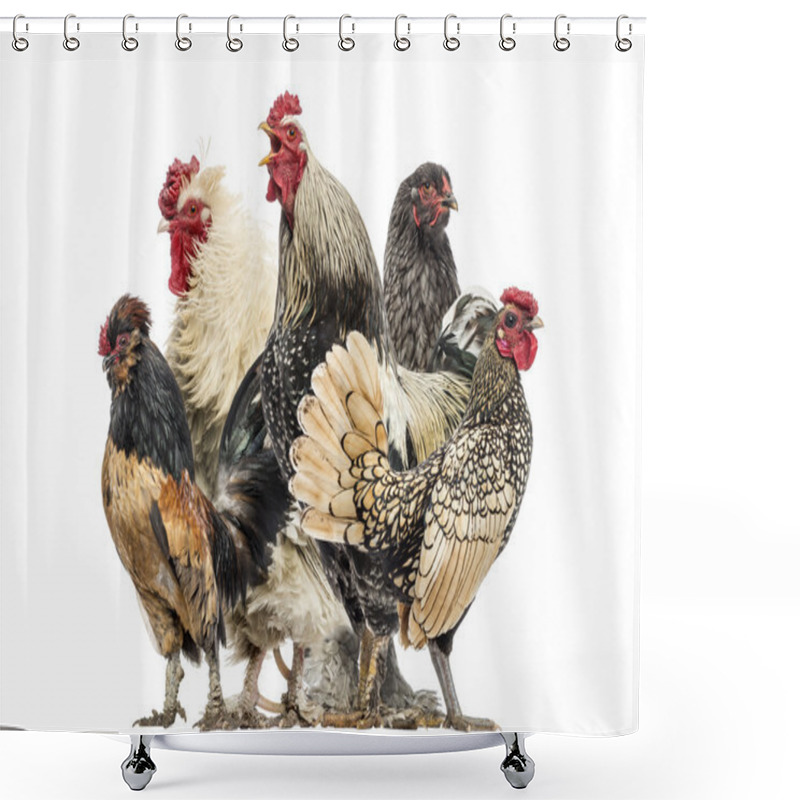 Personality  Group Of Hens And Roosters, Isolated On White Shower Curtains