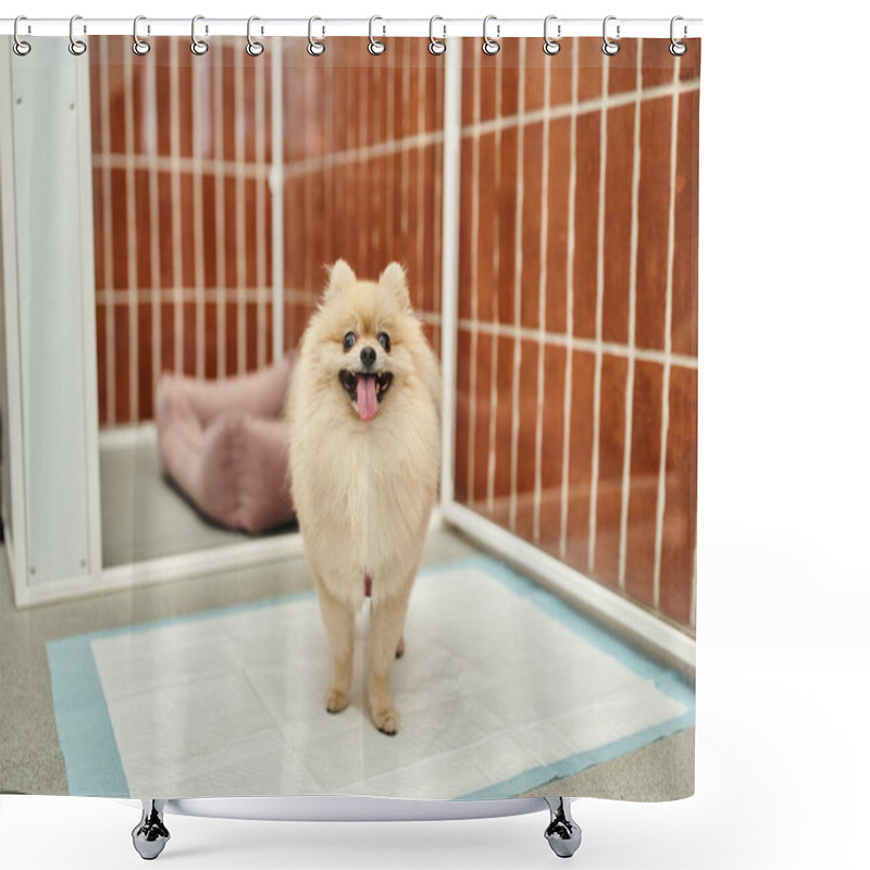 Personality  Loveable Pomeranian Spitz Standing On Pee Pad Near Comfortable Kennel In Pet Hotel, Cozy Stay Shower Curtains