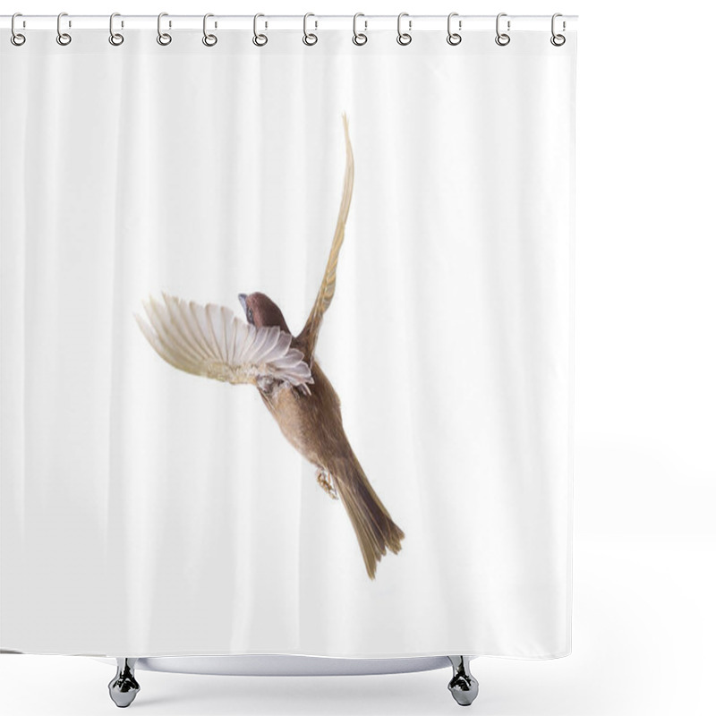 Personality  Flying Sparrow Isolated On White Background Shower Curtains