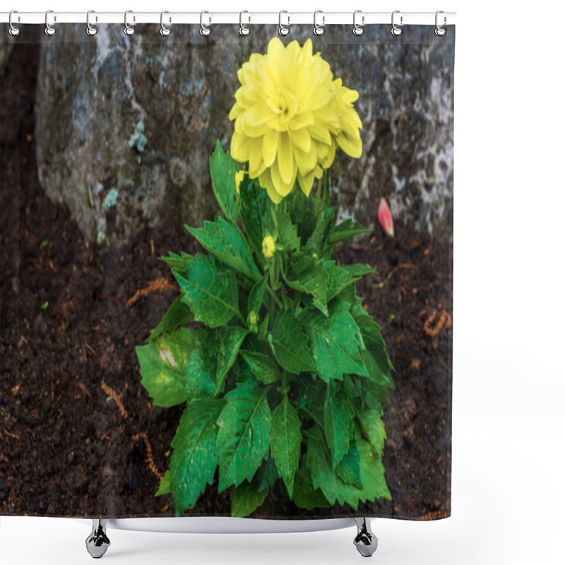 Personality  Dahlia Bush With A Bright Yellow Flower And Bright Green Leaves Against The Background Of A Large Gray Stone. Shower Curtains