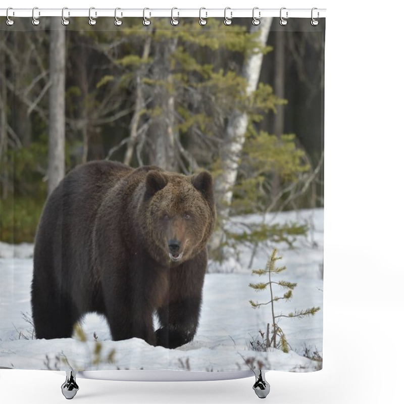 Personality  Brown Bear In Spring Forest. Shower Curtains