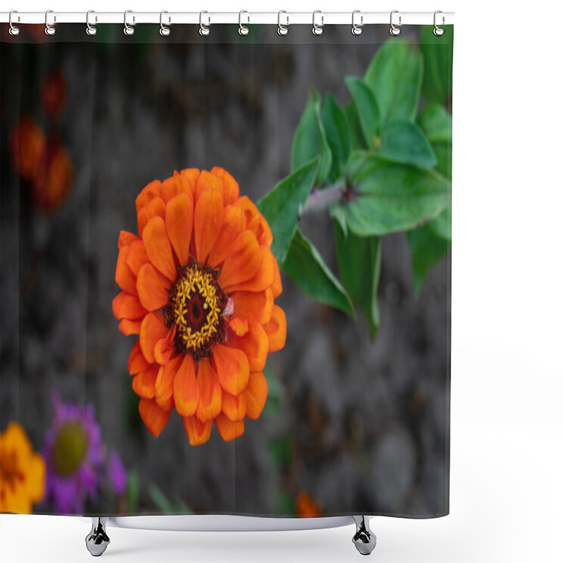 Personality  Orange Zinnia Flower Blossom. Close Up Shower Curtains