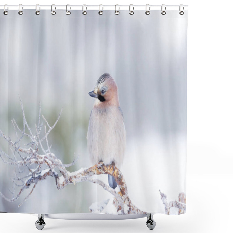 Personality  Close Up Of An Eurasian Jay (Garrulus Glandarius) Perched On A Tree Branch In Winter, Norway. Shower Curtains