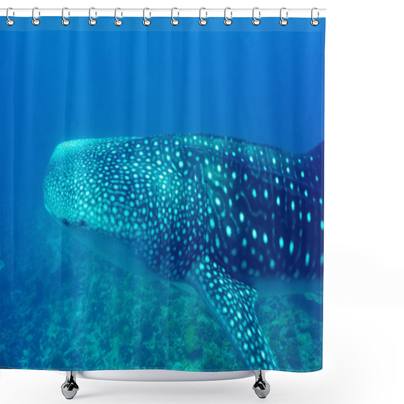 Personality  Whale Shark Swimming  In Crystal Clear Blue Waters At Maldives Shower Curtains