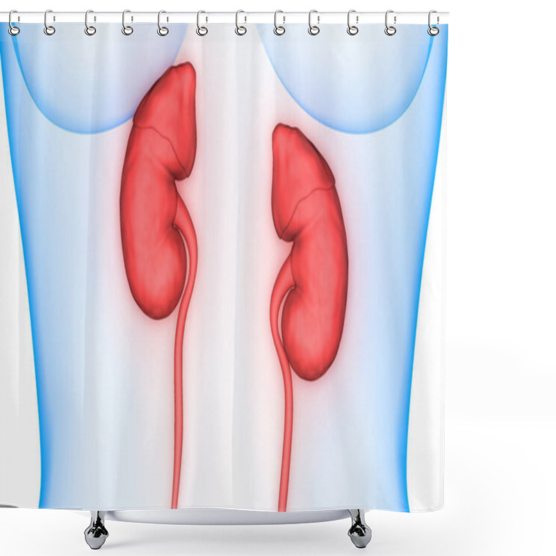 Personality  Human Urinary System Kidneys With Bladder Anatomy. 3D Shower Curtains