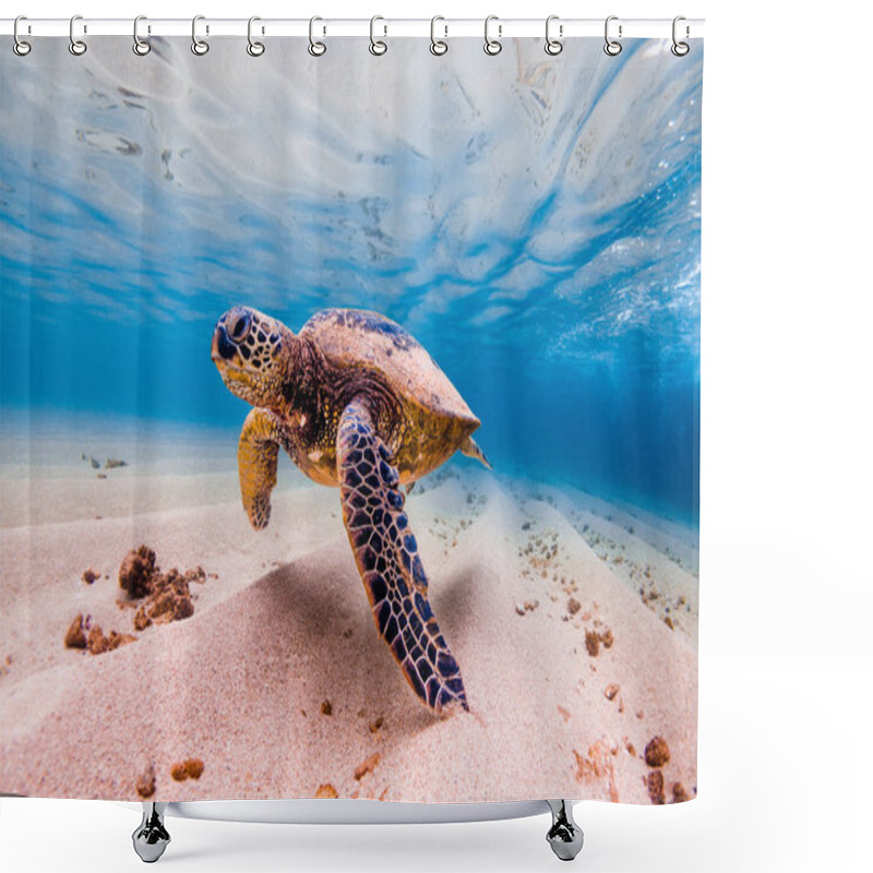 Personality  Hawaiian Green Sea Turtle Cruising In The Warm Waters Of Hawaii Shower Curtains