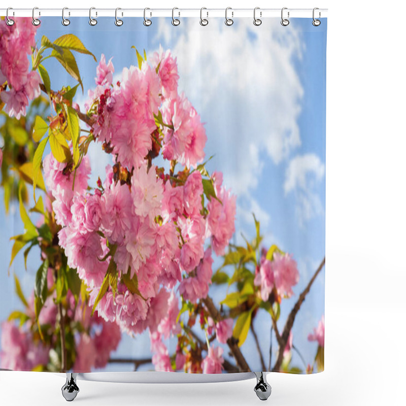 Personality  Sakura Blossom In April. Branches Of Tree With Pink Flowers Beneath A Blue Sky. Beautiful Floral Nature Background In The Springtime Garden Shower Curtains