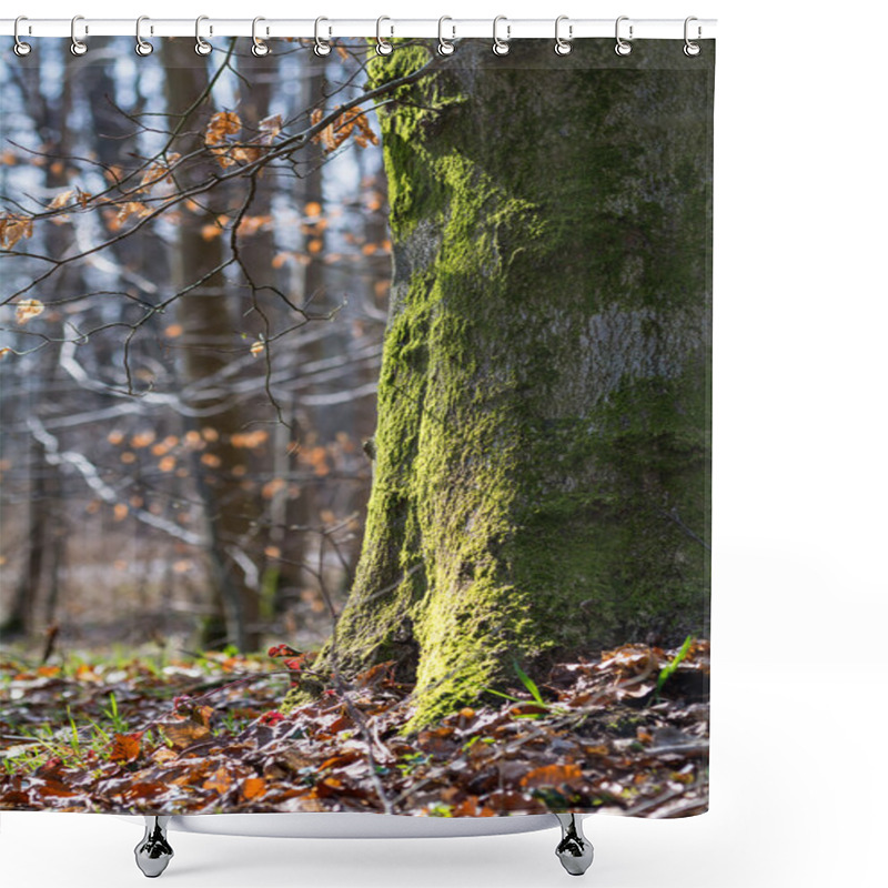 Personality  Strong Trunk Of A Beech Tree Covered With Moss Shower Curtains