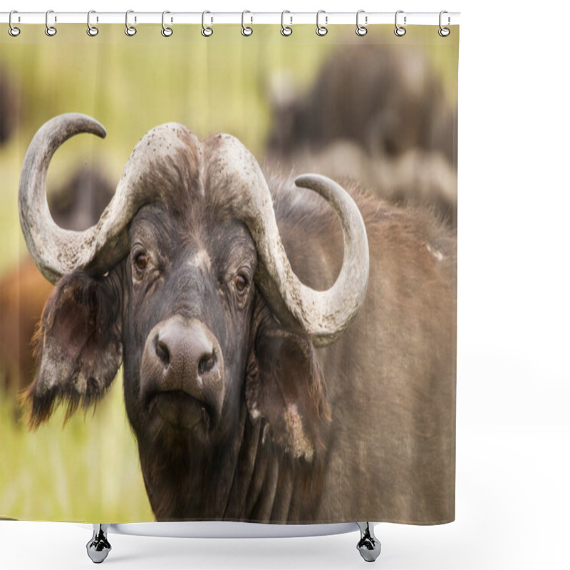 Personality  Buffalo In The Grass During Safari In Serengeti National Park In Tanzani. Wilde Nature Of Africa. Shower Curtains