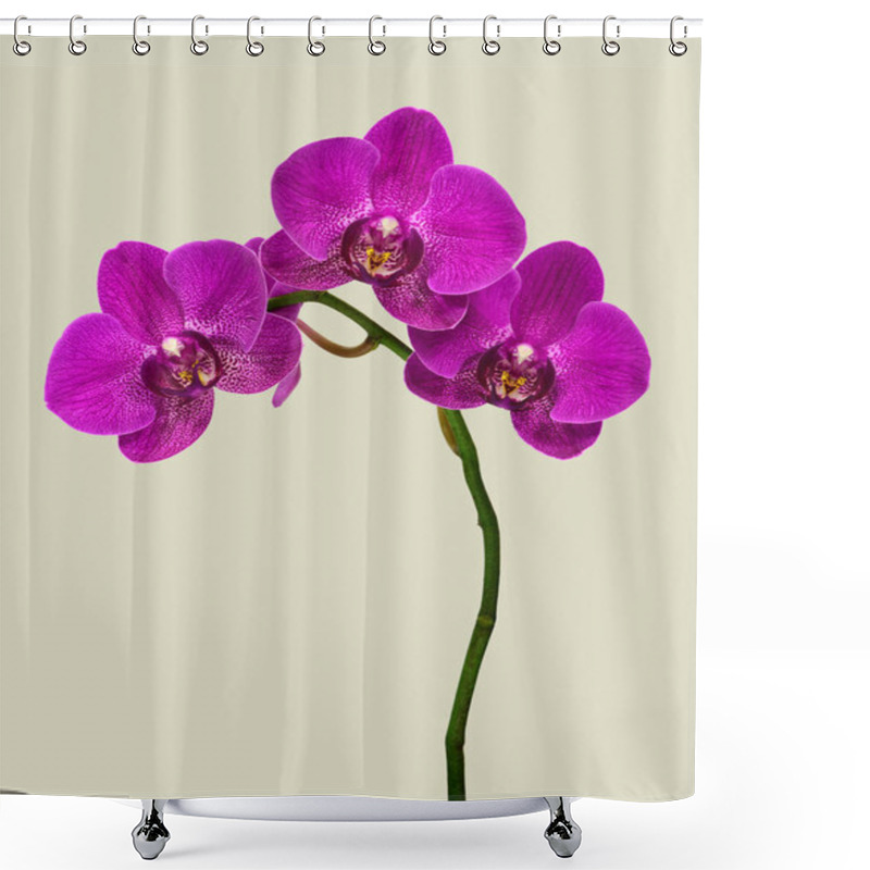 Personality  Macro High Resolution Of Dendrobium Orchids Shower Curtains