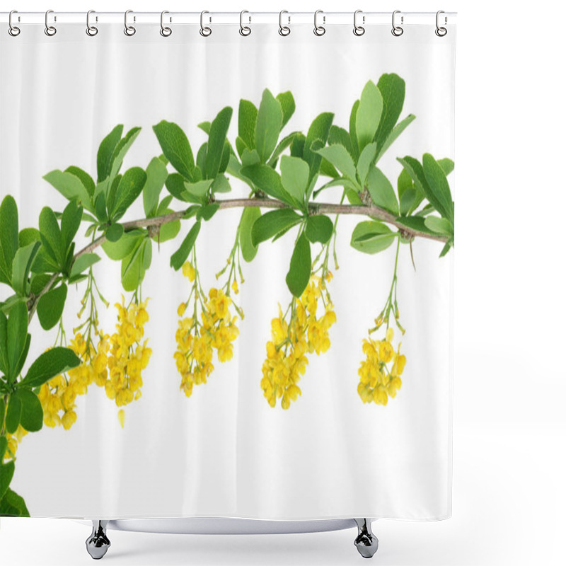 Personality  Flowers Of Barberries With Leaves Isolated On White Background Shower Curtains