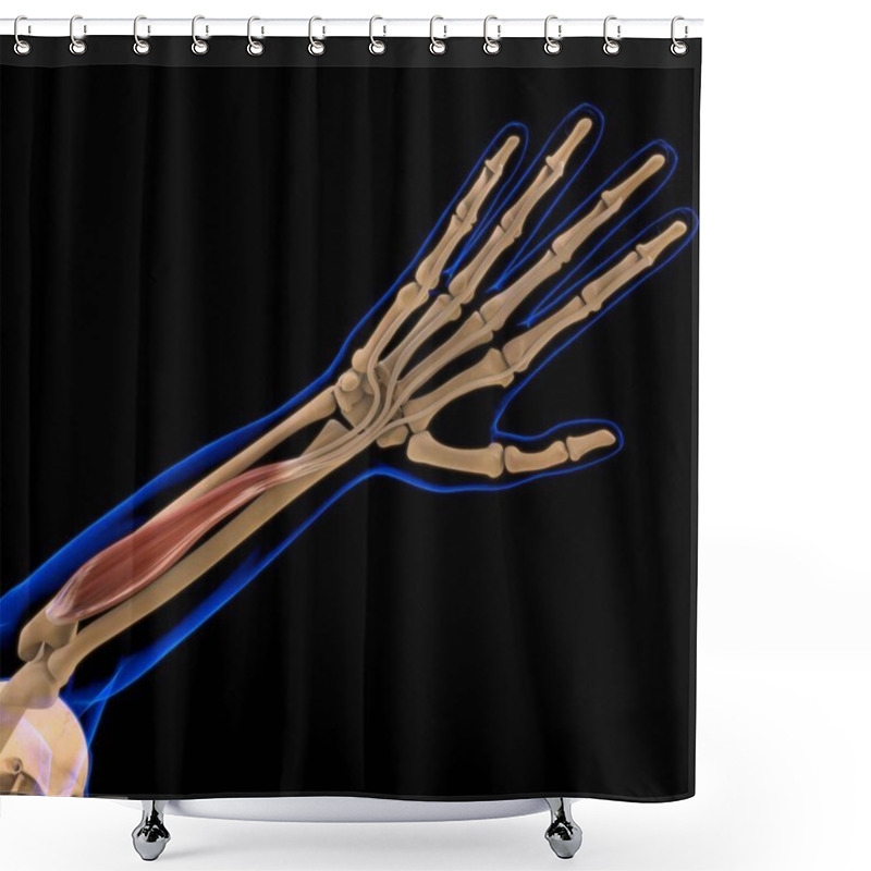 Personality  3D Illustration, Muscle Is A Soft Tissue, Muscle Cells Contain Proteins , Producing A Contraction That Changes Both The Length And The Shape Of The Cell. Muscles Function To Produce Force And Motion. Shower Curtains