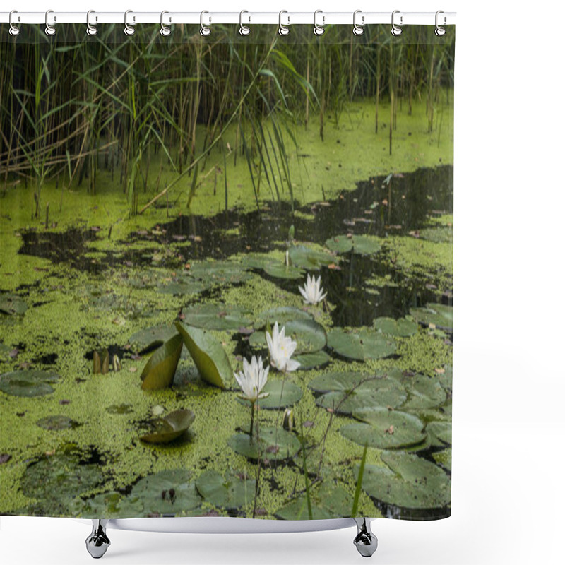 Personality  Flowering Algae On A River In The Spreewald   Shower Curtains