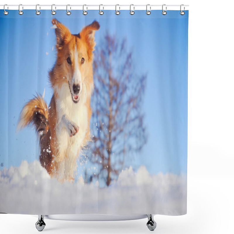 Personality  Dog Border Collie Playing In Winter Shower Curtains