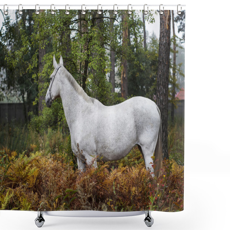 Personality  Gray Horse Standing In The Forest On The Green Grass Near The Trees Shower Curtains