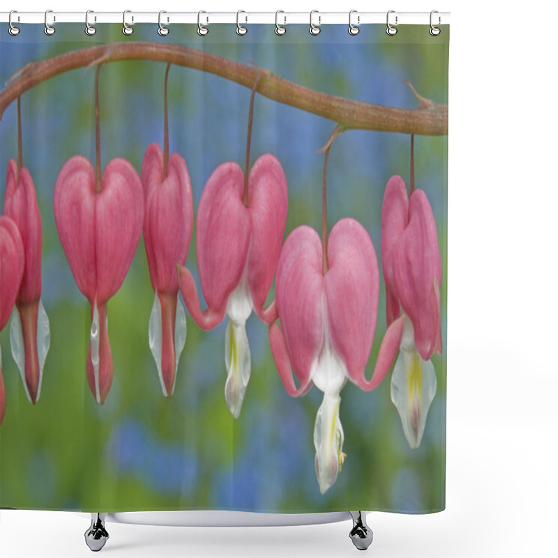 Personality  Spring Bleeding Hearts Shower Curtains