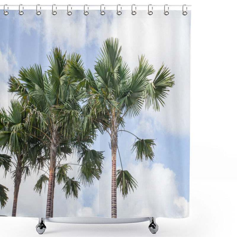 Personality  An Image Nice Palm Trees In The Blue Sky Shower Curtains