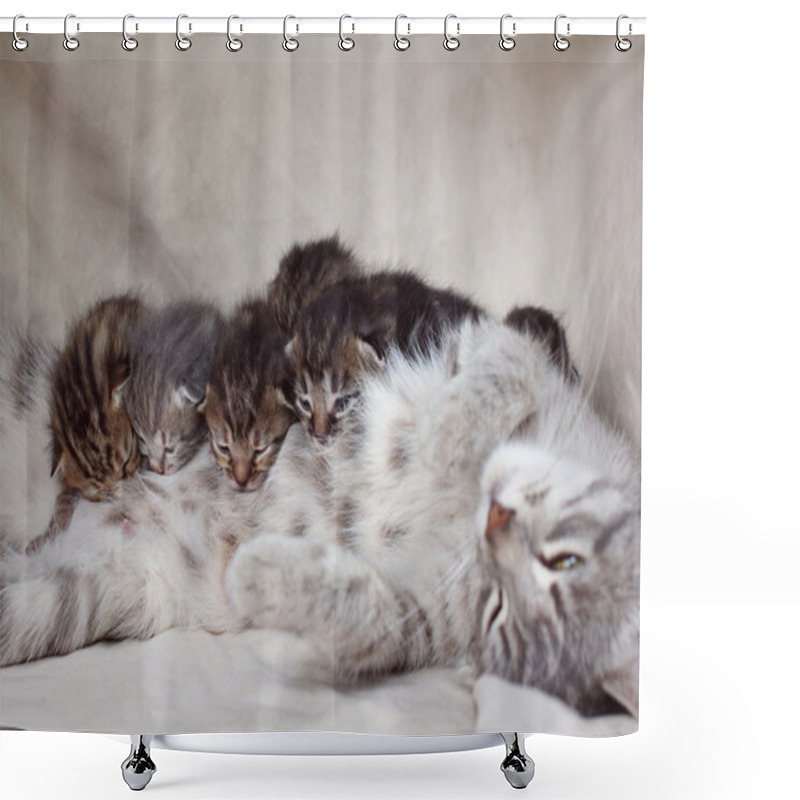 Personality  Mother Cat Feeding Kittens Shower Curtains