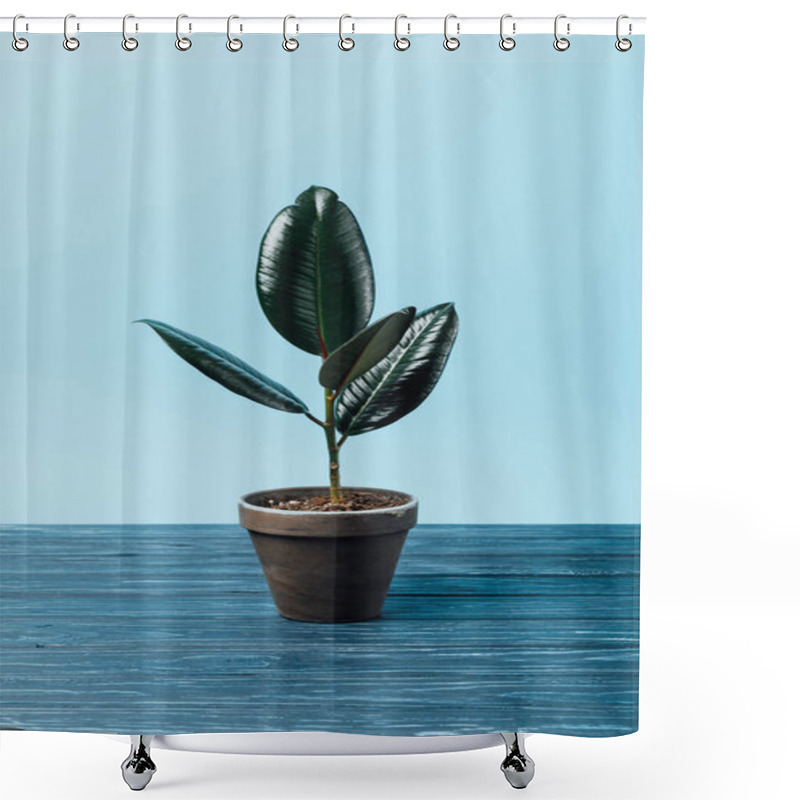 Personality  Close Up View Of Ficus Plant In Flowerpot On Wooden Surface On Blue Shower Curtains