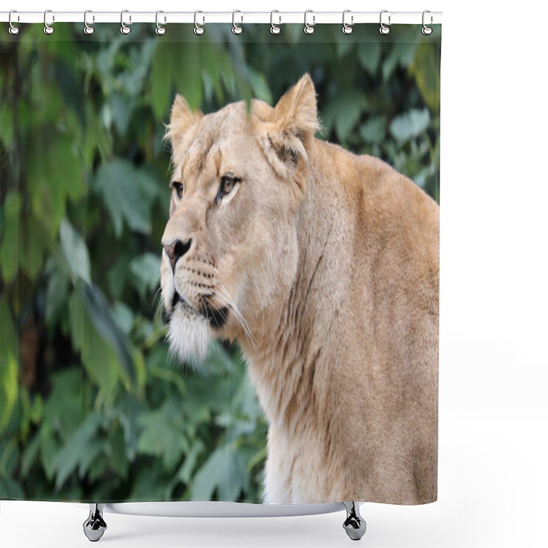 Personality  Adult Lioness Roars Shower Curtains