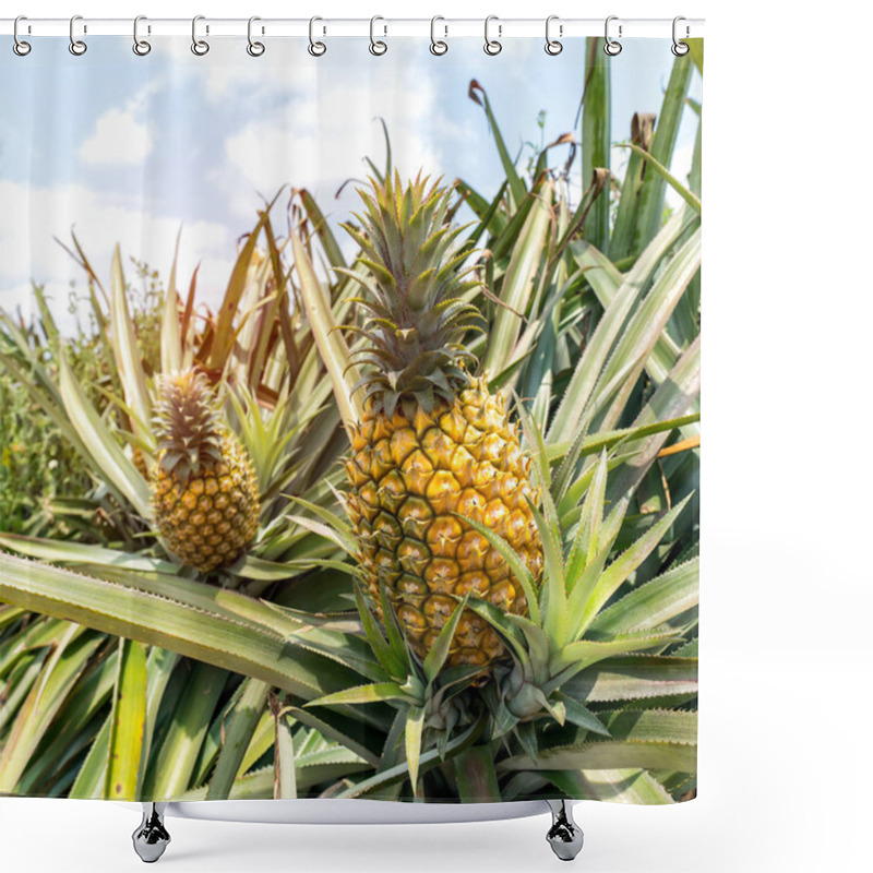 Personality  Pineapple Fruit On The Plantation Farm Shower Curtains