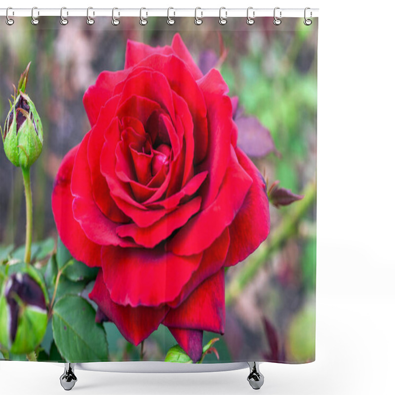 Personality  Rose 'Royal William' (rosa) A Summer Flowering Hybrid Tea Shrub Plant With A Red Summertime  Flower, Stock Photo Image Shower Curtains