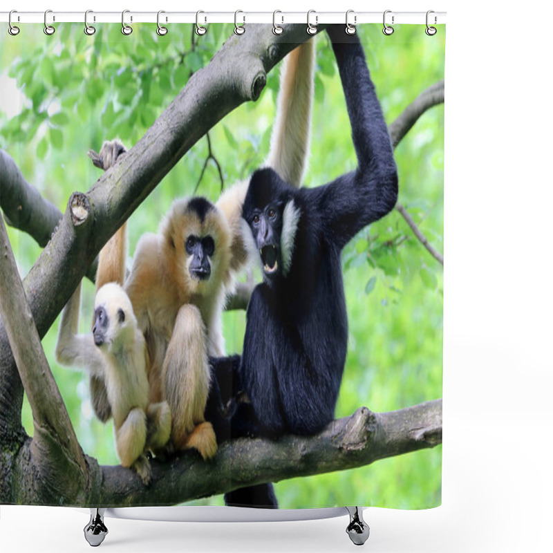 Personality  Yellow Cheeked Gibbons On Background Shower Curtains