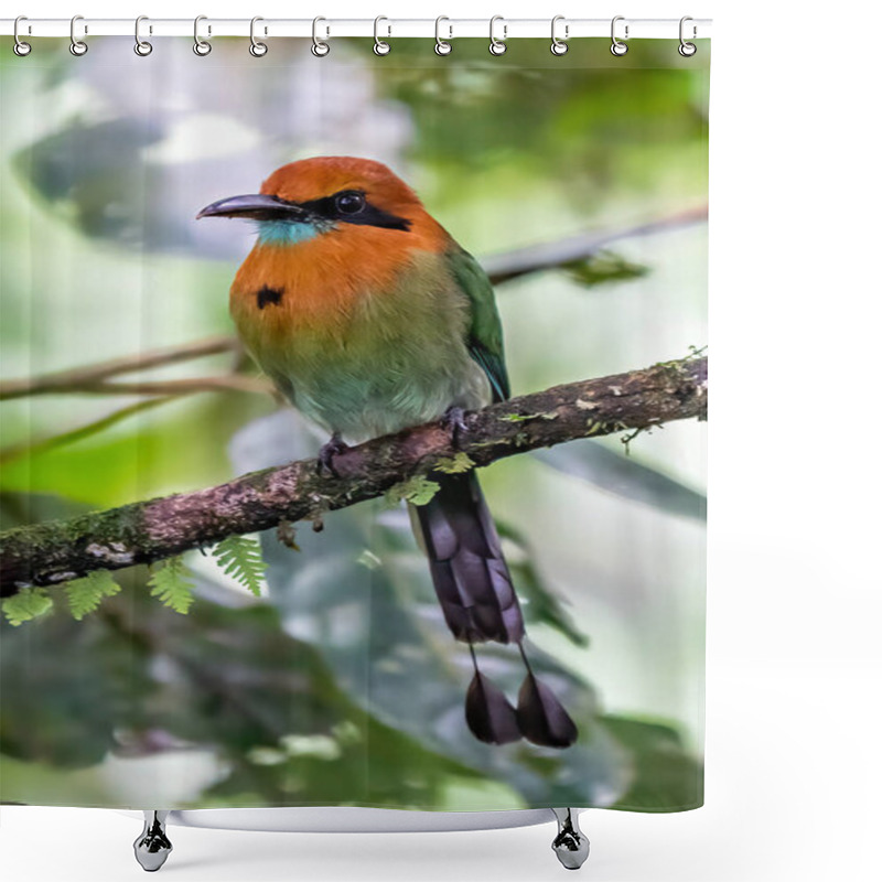 Personality  Turquoise-browed Motmot - Eumomota Superciliosa Also Torogoz, Colourful Tropical Bird Momotidae With Long Tail, Central America From South-east Mexico To Costa Rica Shower Curtains