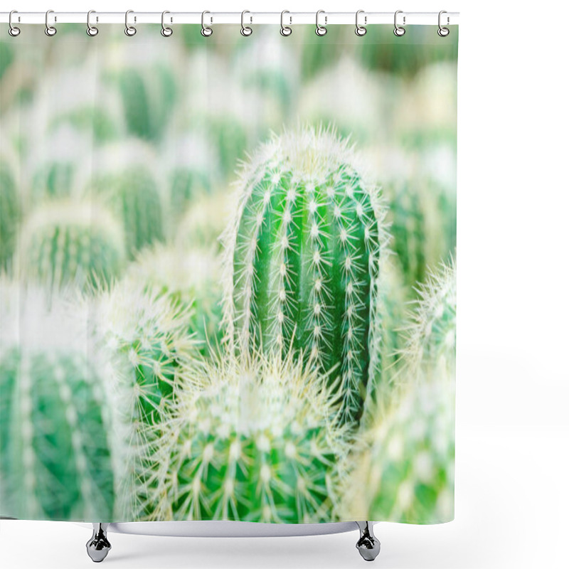 Personality  Selective Focus Close Up On Golden Barrel Cactus. Shower Curtains