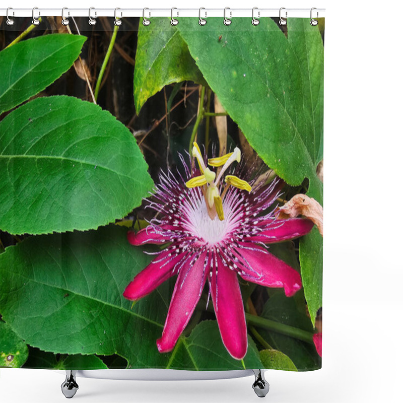 Personality  Jhumko Lata Passion Flower In Focus, Surrounded By Green Leaves, Capturing Its Beauty And Delicate Structure Krishna Kamal Shower Curtains