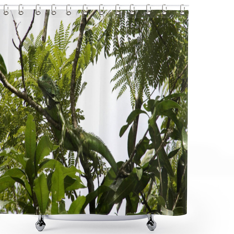 Personality  Lizard Animal, Iguana Reptile Shower Curtains