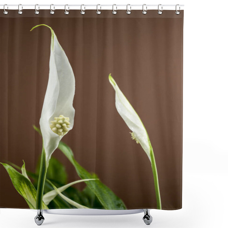 Personality  Close-up Of A Peace Lily Plant With Lush Green Leaves And Emerging White Spathes, Set Against A Rich Brown Background. Shower Curtains