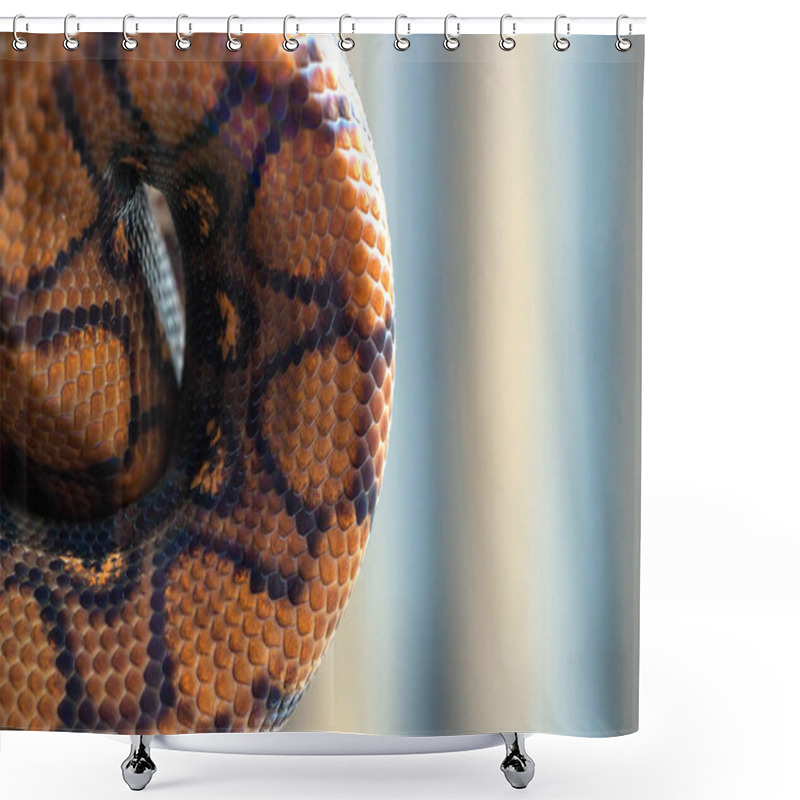 Personality  Python Curled Up In A Ball On Blurred Background. Snake Texture, Background, Macro  Shower Curtains