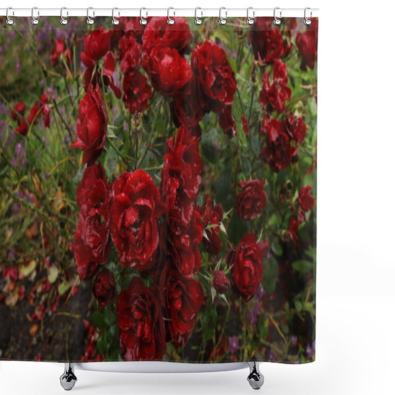 Personality  Beautiful Blood Red Roses In The Garden Under The Rain. Water Flows From The Petals. Rain Drops Like Crystals. Shower Curtains