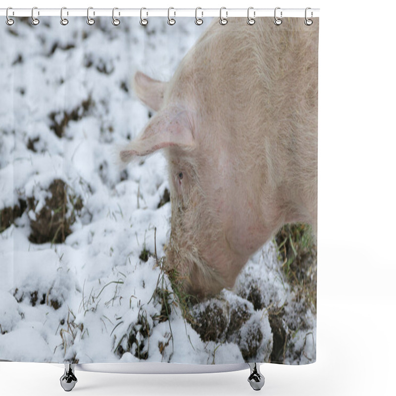 Personality  Domestic Pig In Free Range In The Earth Digging Shower Curtains