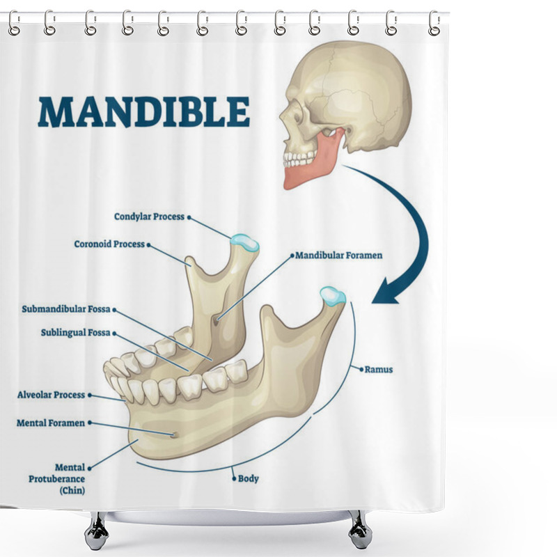 Personality  Mandible Jaw Bone Labeled Anatomical Structure Scheme Vector Illustration Shower Curtains